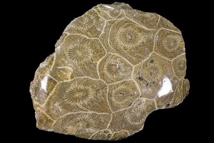 Polished Fossil Coral (Actinocyathus) - Morocco #100569